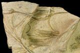 Plate Of Ordovician Crinoid Fossils - Marzane, Morocco #171270-3